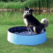 piscina para cães