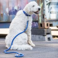 Trela ajustável "CAVO" Azul para cão de pequeno, médio e grande porte, em nylon entrançado, extra resistente e ajustável em 3 posições.